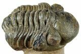 Curled Reedops Trilobite Fossil - Atchana, Morocco #312351-2